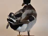 Vintage taxidermie - afbeelding 6 van  7