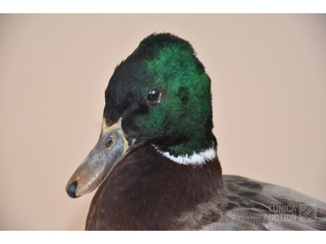 Vintage taxidermie - afbeelding 7 van  7