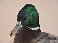 Vintage taxidermie - afbeelding 7 van  7