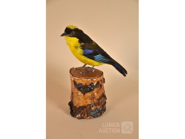 Vintage taxidermie - afbeelding 1 van  4