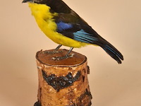 Vintage taxidermie - afbeelding 1 van  4