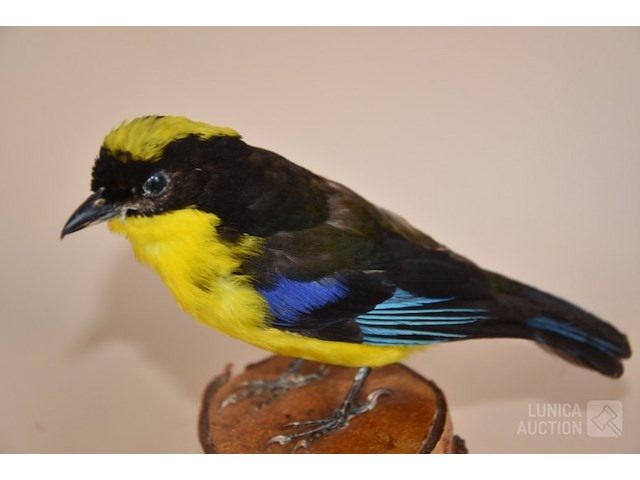 Vintage taxidermie - afbeelding 2 van  4
