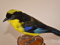 Vintage taxidermie - afbeelding 2 van  4