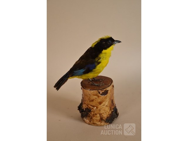 Vintage taxidermie - afbeelding 3 van  4