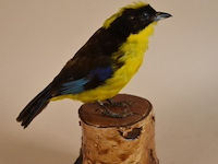 Vintage taxidermie - afbeelding 3 van  4