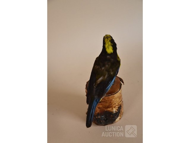 Vintage taxidermie - afbeelding 4 van  4