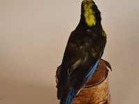 Vintage taxidermie - afbeelding 4 van  4