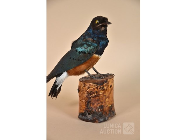 Vintage taxidermie - afbeelding 1 van  5