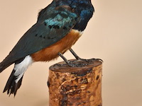 Vintage taxidermie - afbeelding 1 van  5