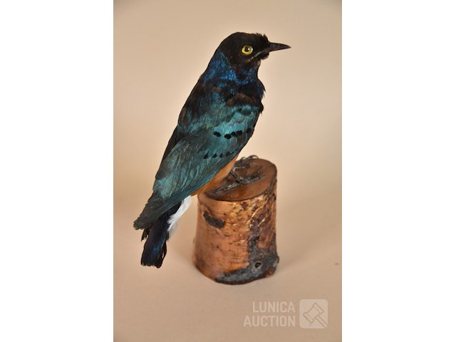 Vintage taxidermie - afbeelding 2 van  5
