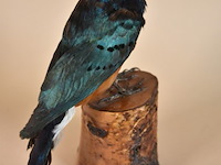 Vintage taxidermie - afbeelding 2 van  5