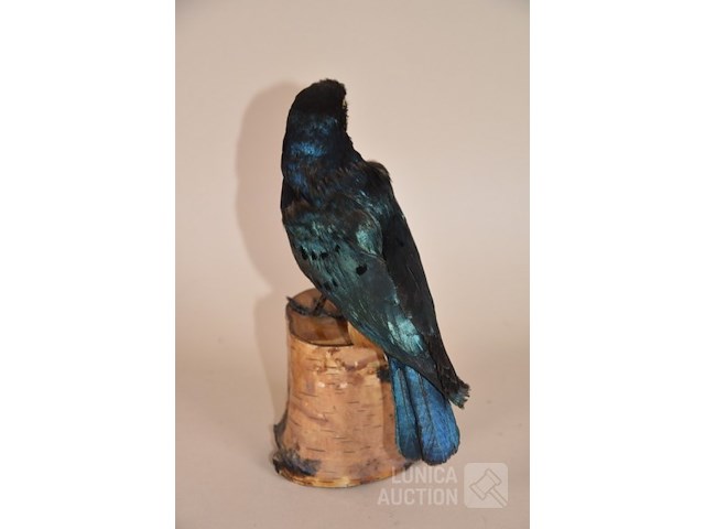 Vintage taxidermie - afbeelding 3 van  5