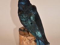 Vintage taxidermie - afbeelding 3 van  5
