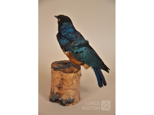 Vintage taxidermie - afbeelding 4 van  5