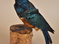 Vintage taxidermie - afbeelding 4 van  5