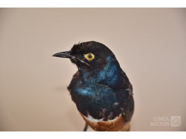 Vintage taxidermie - afbeelding 5 van  5