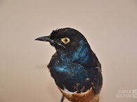 Vintage taxidermie - afbeelding 5 van  5