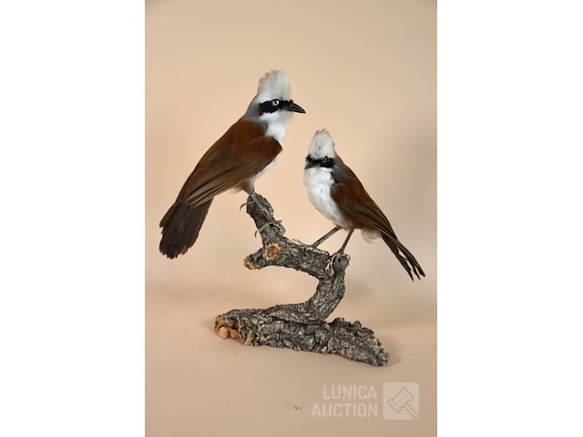 Vintage taxidermie - afbeelding 1 van  5