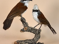 Vintage taxidermie - afbeelding 1 van  5
