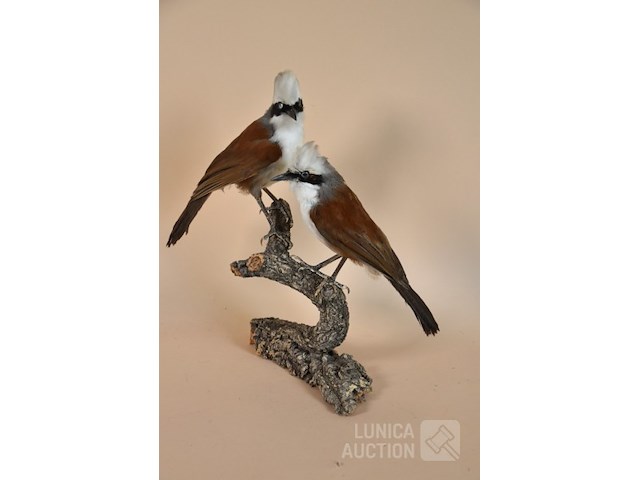 Vintage taxidermie - afbeelding 2 van  5