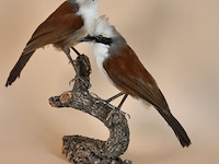 Vintage taxidermie - afbeelding 2 van  5