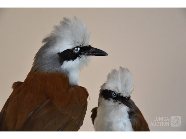 Vintage taxidermie - afbeelding 3 van  5