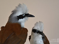 Vintage taxidermie - afbeelding 3 van  5