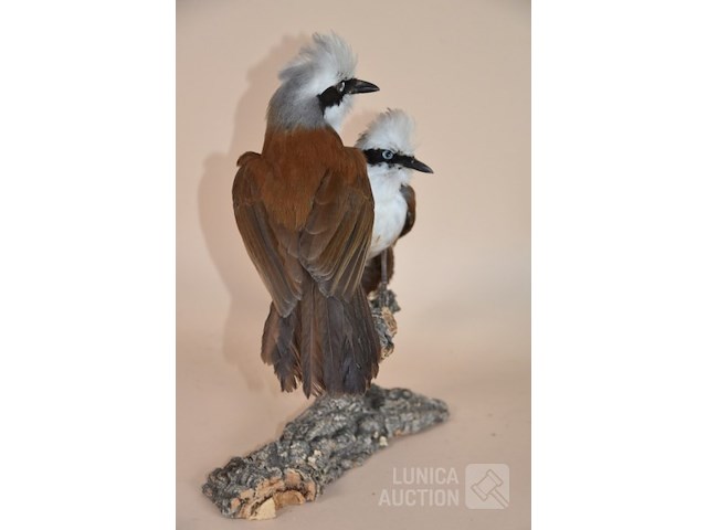 Vintage taxidermie - afbeelding 4 van  5