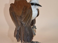 Vintage taxidermie - afbeelding 4 van  5