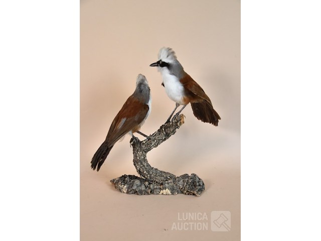 Vintage taxidermie - afbeelding 5 van  5