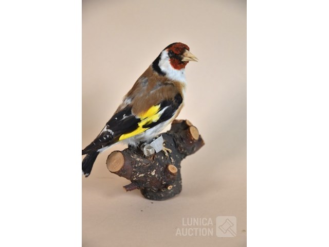 Vintage taxidermie - afbeelding 1 van  5