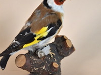 Vintage taxidermie - afbeelding 1 van  5