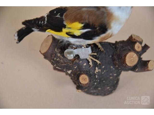 Vintage taxidermie - afbeelding 2 van  5