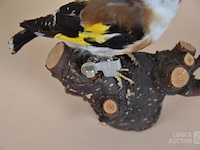 Vintage taxidermie - afbeelding 2 van  5