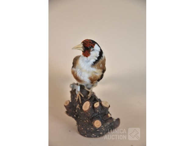 Vintage taxidermie - afbeelding 3 van  5