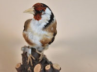 Vintage taxidermie - afbeelding 3 van  5