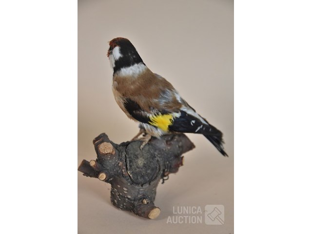 Vintage taxidermie - afbeelding 4 van  5