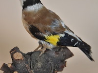 Vintage taxidermie - afbeelding 4 van  5