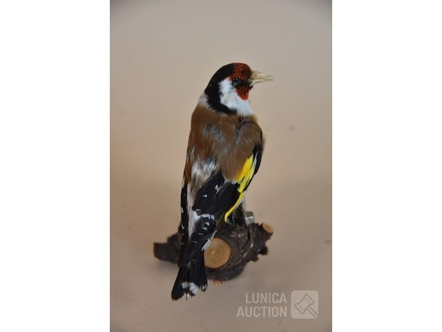 Vintage taxidermie - afbeelding 5 van  5