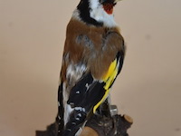 Vintage taxidermie - afbeelding 5 van  5