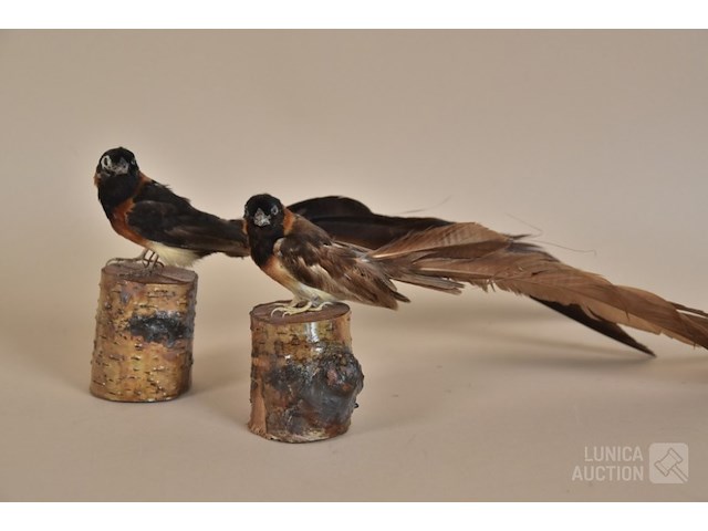 Vintage taxidermie - afbeelding 1 van  5