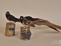 Vintage taxidermie - afbeelding 1 van  5