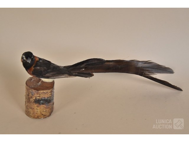 Vintage taxidermie - afbeelding 2 van  5