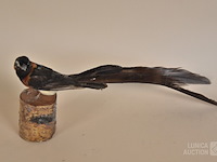 Vintage taxidermie - afbeelding 2 van  5