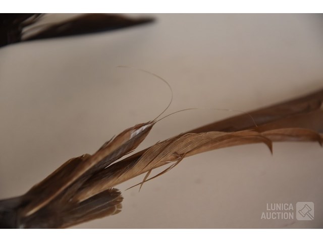 Vintage taxidermie - afbeelding 3 van  5