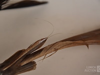 Vintage taxidermie - afbeelding 3 van  5