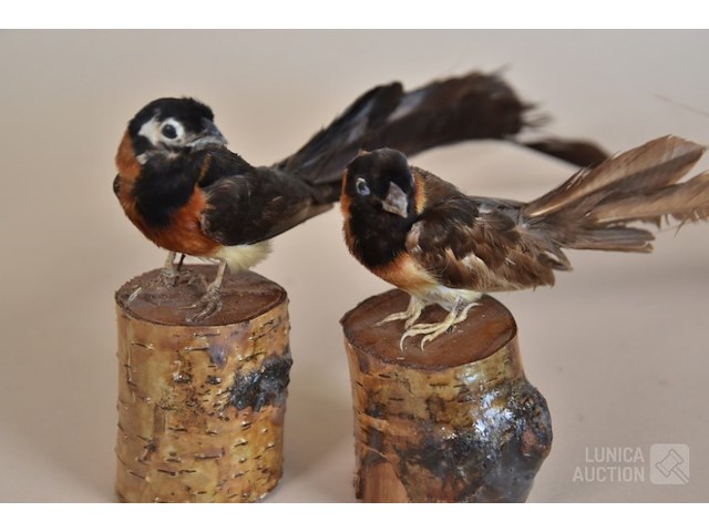 Vintage taxidermie - afbeelding 4 van  5
