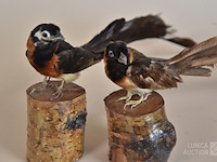 Vintage taxidermie - afbeelding 4 van  5