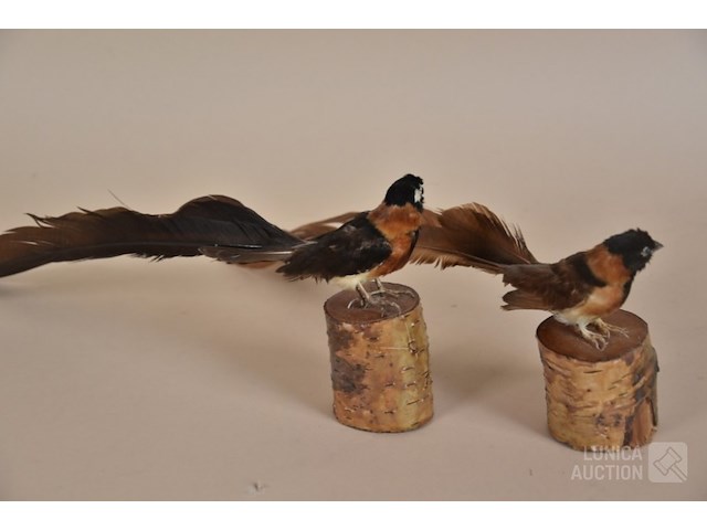 Vintage taxidermie - afbeelding 5 van  5