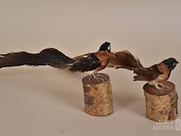 Vintage taxidermie - afbeelding 5 van  5